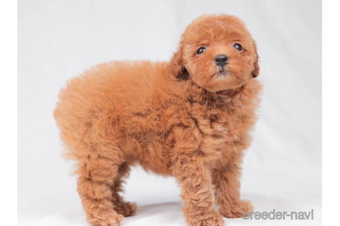 成約済の東京都のトイプードル-202143の2枚目